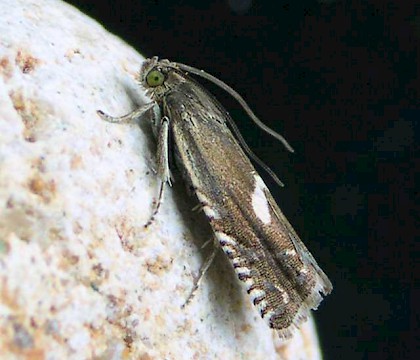 Adult &bull; &copy; Ben Smart