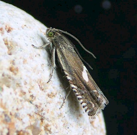 Grapholita lunulana