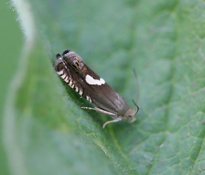 Adult &bull; Wicken Fen, Cambridgeshire &bull; &copy; Ian Barton