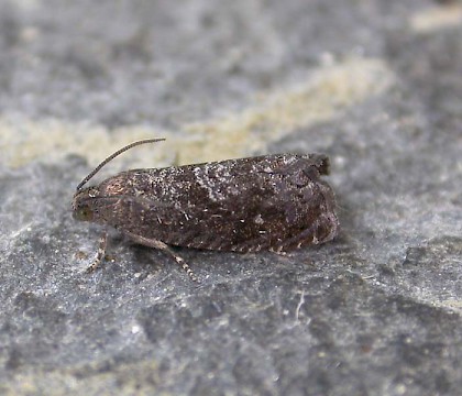 Adult &bull; Weybridge, Surrey &bull; &copy; Andrew Mitchell