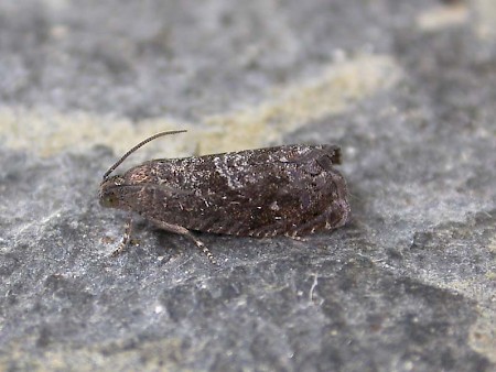 Oriental Fruit Moth Grapholita molesta