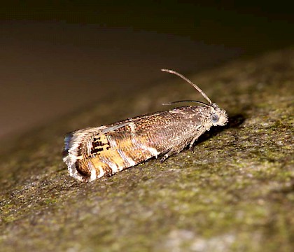 Adult &bull; &copy; Bill Urwin