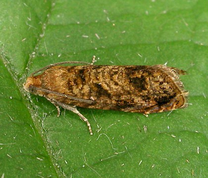 Adult &bull; Kenilworth, Warwickshire; gen. det. &bull; &copy; Martin Kennard