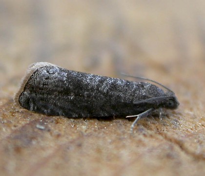 Adult &bull; Hellerup, Denmark &bull; &copy; Donald Hobern