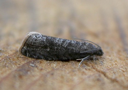 Plum Fruit Moth Grapholita funebrana