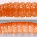 Larva • August, in fruit of Prunus domestica, cultivated plum. • © Ian Smith