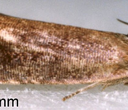 Adult &bull; Worn specimen to pheromone lure in assembling trap. July, Derbyshire. Gen. det. Shane Farrell. &bull; &copy; Ian Smith