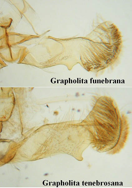 Grapholita tenebrosana