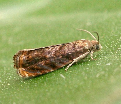 Adult &bull; Ripon, N.Yorks &bull; &copy; Charles Fletcher