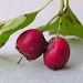 Feeding signs • Spun berries of Crataegus, Chorlton, Greater Manchester • © Ben Smart