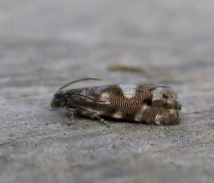 Adult &bull; Braintree, Essex &bull; &copy; Stephen Rolls