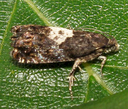 Adult &bull; Lineover Wood, Cheltenham, Gloucs. &bull; &copy; Guy Meredith