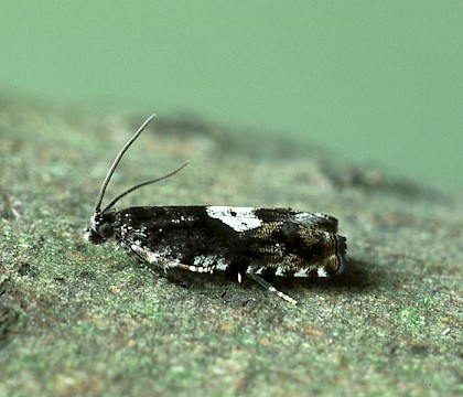 Adult &bull; Elland, W. Yorks &bull; &copy; Ian Kimber