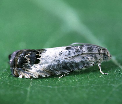 Adult &bull; Park Wood, Elland, West Yorkshire &bull; &copy; Ian Kimber