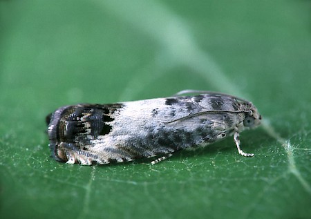 Pammene fasciana