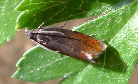 Fruitlet Mining Tortrix Pammene rhediella