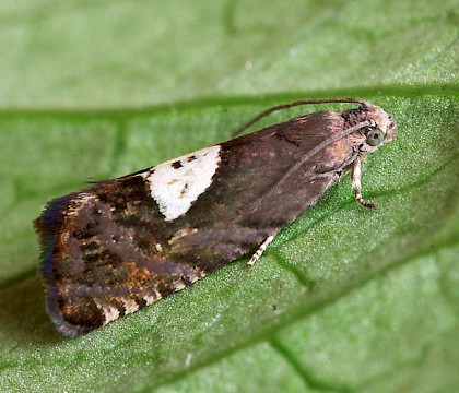 Adult &bull; Halesowen, West Mids. Gen. det. &bull; &copy; Patrick Clement