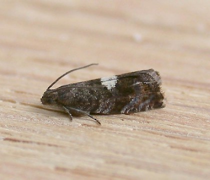 Adult &bull; Penlee Point, Cornwall &bull; &copy; Leon Truscott