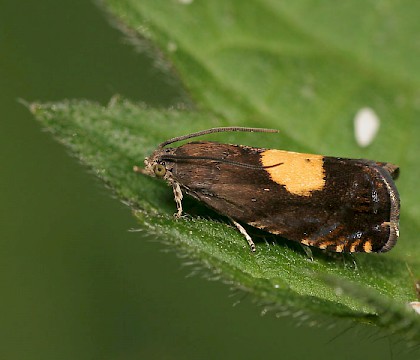 Adult &bull; North London &bull; &copy; Tristan Bantock