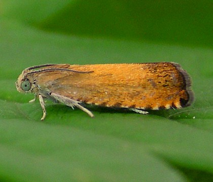 Adult &bull; Chorlton, Greater Manchester &bull; &copy; Ben Smart