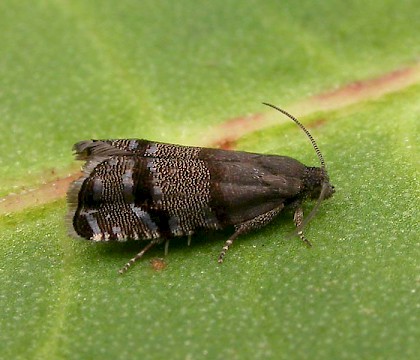 Adult &bull; Eshott, Northumberland &bull; &copy; Tom Tams