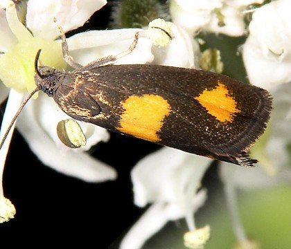 Adult &bull; Fairburn Ings, W. Yorks. &bull; &copy; Paul Brothers