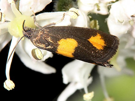 Pammene aurana