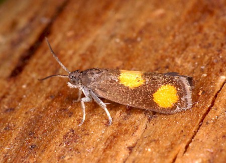 Pammene aurana