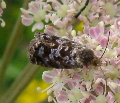 Adult &bull; Raphoe, Co. Donegal, Ireland &bull; &copy; Stuart Dunlop
