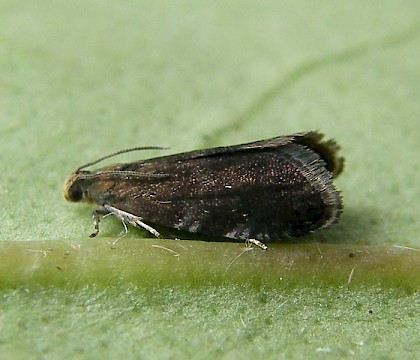 Adult &bull; Hen Wood, Hampshire &bull; &copy; Dan Houghton