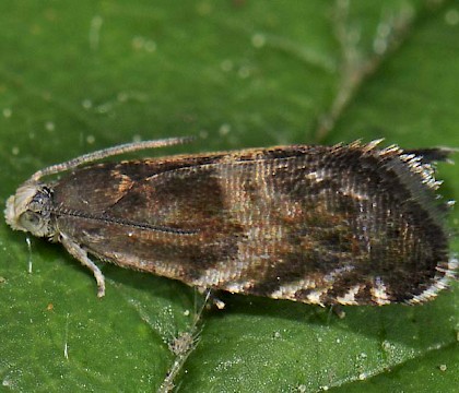 Adult &bull; Brucht, The Netherlands &bull; &copy; Ab H. Baas