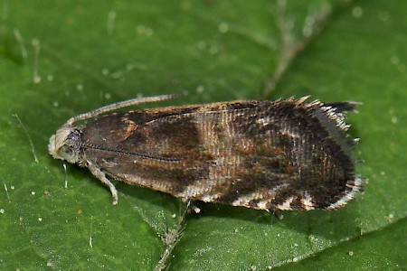 Strophedra nitidana