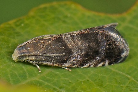 Strophedra nitidana