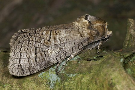 Goat Moth Cossus cossus