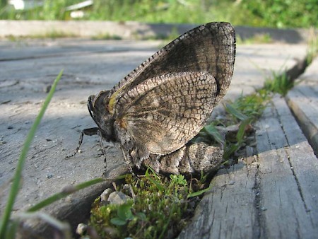 Goat Moth Cossus cossus