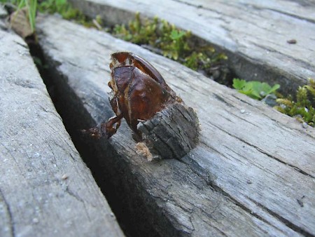 Goat Moth Cossus cossus