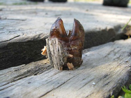 Goat Moth Cossus cossus