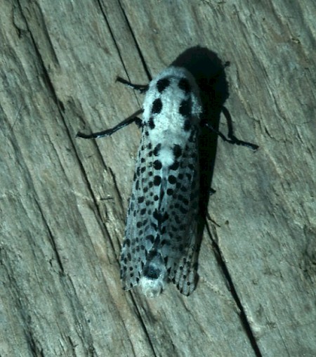 Leopard Moth Zeuzera pyrina