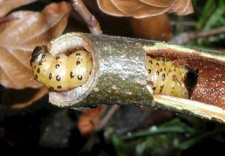 Leopard Moth Zeuzera pyrina