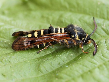 Raspberry Clearwing Pennisetia hylaeiformis