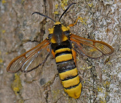 Adult &bull; Brucht, The Netherlands &bull; &copy; Ab H. Baas