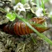 Pupal exuviae • Hellerup, Denmark • © Donald Hobern