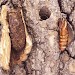 Pupa • Cocoon, exit hole and pupal exuviae, Yardley Chase, Northants • © Tony Richardson