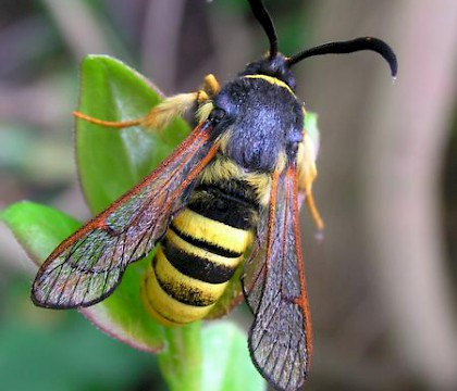 Adult &bull; Wirral, Cheshire &bull; &copy; Shane Farrell