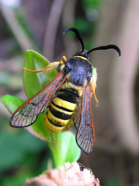 Lunar Hornet Moth Sesia bembeciformis