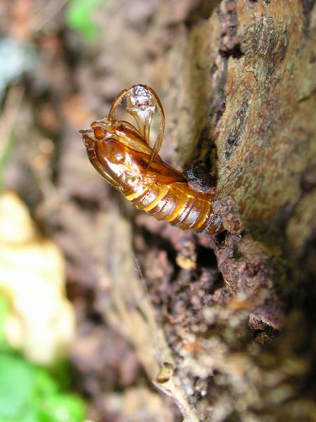 Lunar Hornet Moth Sesia bembeciformis