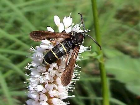 Dusky Clearwing Paranthrene tabaniformis