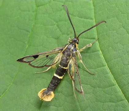 Adult &bull; North Powys, Wales. &bull; &copy; Keith Tailby