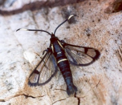 Adult &bull; Forest of Dean, Gloucestershire &bull; &copy; Robert Homan