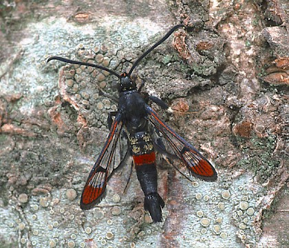 Adult &bull; Dorset &bull; &copy; Paul Harris